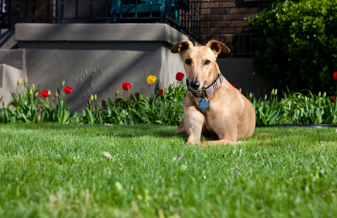 Dog relaxes on lawn with tulips, highlighting new pet rules and unreasonable interference concerns.