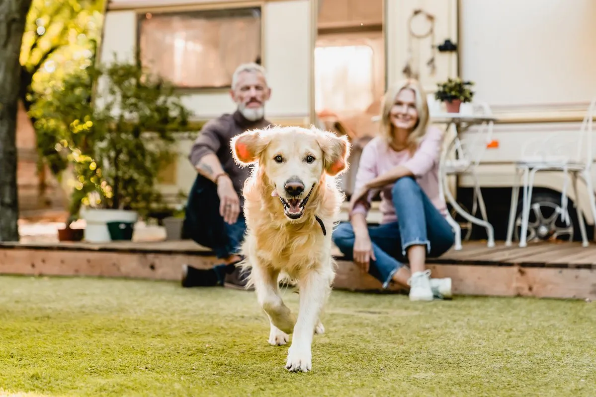 Golden retriever running happily in a garden, highlighting estate planning for pets and including furry companions in your will.